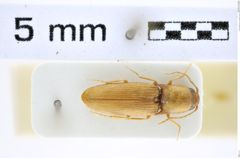 Foto (Dorsalansicht) von Aeoloides iranicus (NHMW-ZOO-COL-0008168)